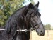 friesian_eibert2.jpg